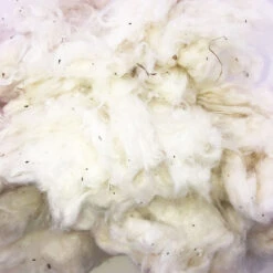 Ginned Organic Cotton Fiber