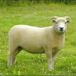 Exmoor Horn Top -BEKA Sales Store FA 738 03423.1631278183