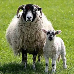 2023 Conservation Breed Fiber Bundle -BEKA Sales Store FA SWALEb 83953.1696868511