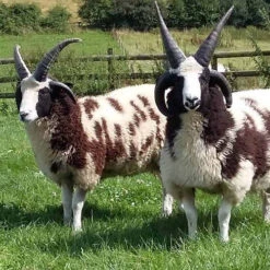 2023 Conservation Breed Fiber Bundle -BEKA Sales Store Jacob Sheep 68969.1696868494