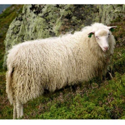 Rauma Ryegarn Norwegian Rug Yarn -BEKA Sales Store Spaelsau Sheep 25752.1566753192