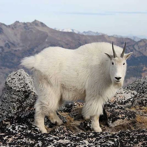 Cashmere Top - White 2 Cashmere Top - White - Image 2