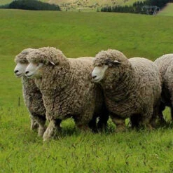 Corriedale Wool Felting Sample Pack -BEKA Sales Store corriedale 2 30436.1699028086