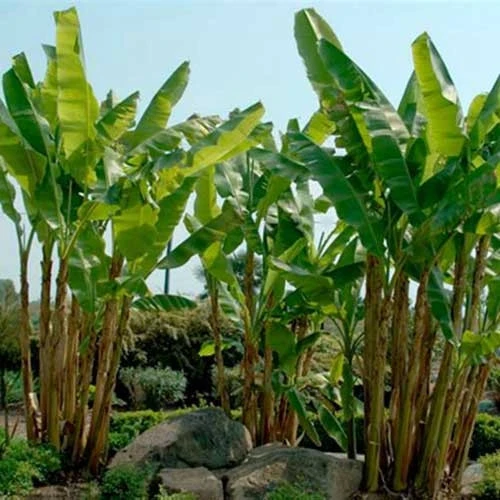 Banana Top 2 Banana Top - Image 2