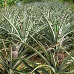 Pineapple Fiber Top -BEKA Sales Store fa 268b 14565.1543861087