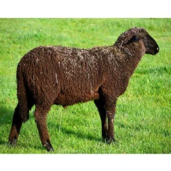 Natural Brown Merino Top -BEKA Sales Store fa 310b 93606.1543861101