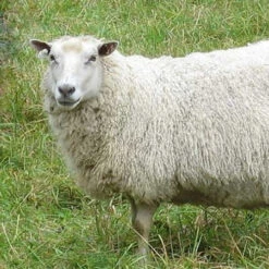 Finnish Top - Brown -BEKA Sales Store fa 354b 29125.1691602840