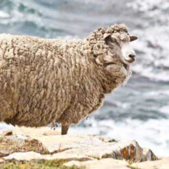 Falkland Top -BEKA Sales Store falklands sheep 34616.1543861223