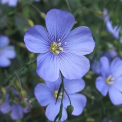 Flax Top -BEKA Sales Store flax plant 1 1 89989.1543861279