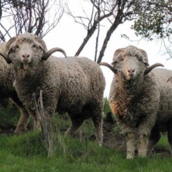 Rambouillet Top 3 Rambouillet Top -BEKA Sales Store rambouillet sheep 86930.1543861059