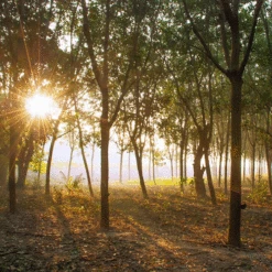 Saddle Seat Stool -BEKA Sales Store rubber plantation 00883.1543861201