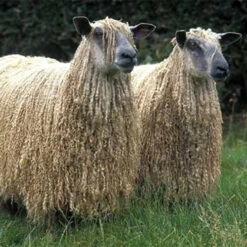 Wensleydale Top -BEKA Sales Store wensleydale 50948.1643718782