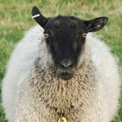 Gotland Top - White 3 Gotland Top - White -BEKA Sales Store white gotland b 97440.1543861127