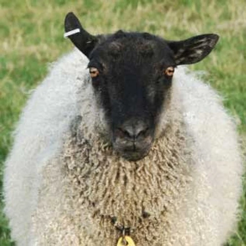 Gotland Top - White 2 Gotland Top - White - Image 2